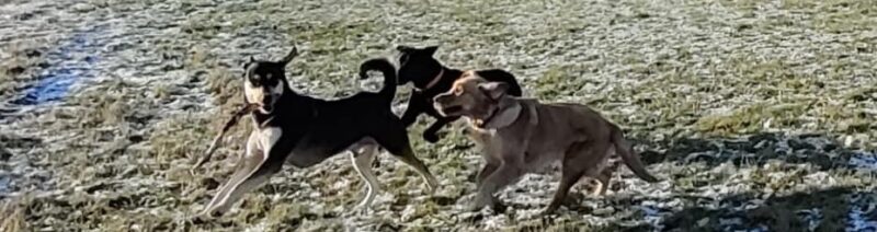 Træning og leg med Himmark hundeudvalg